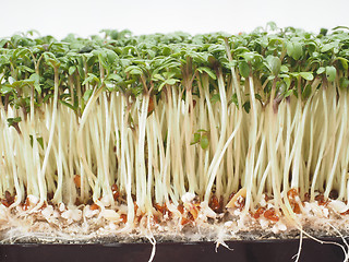 Image showing Watercress at extreme closeup