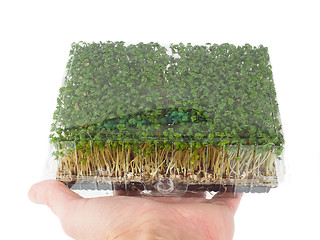 Image showing Person holding a plastic tray of sprouting green watercress