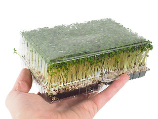 Image showing Person holding a plastic tray of sprouting green watercress