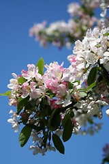 Image showing Apple bloom