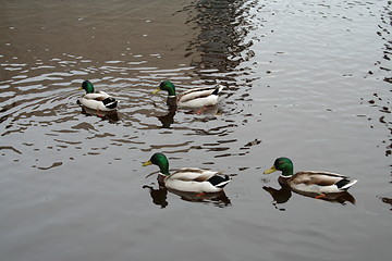 Image showing Mallard ducks