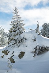 Image showing Winter Snowy Landscape