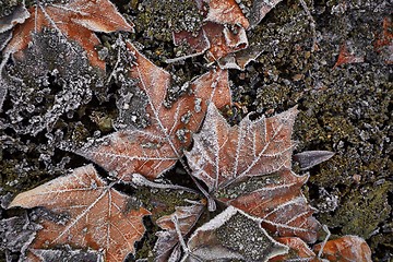 Image showing Fallen frosty leaves