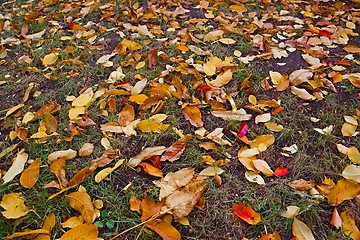 Image showing Fallen leaves on grass