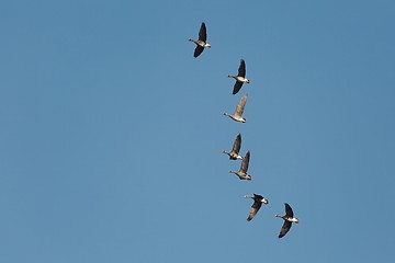 Image showing Geese Flying Up