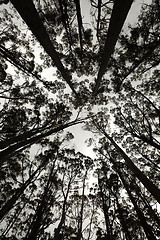 Image showing Forest silhouette looking up