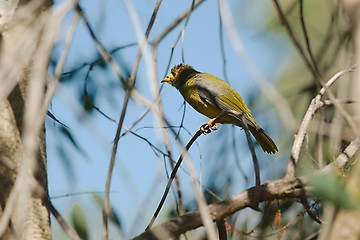 Image showing Bellbird in the trees