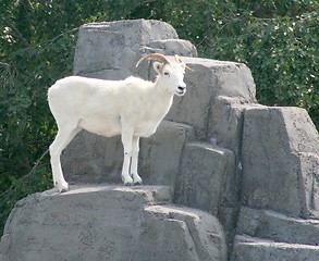 Image showing Dall's Sheep