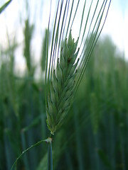 Image showing Wheat