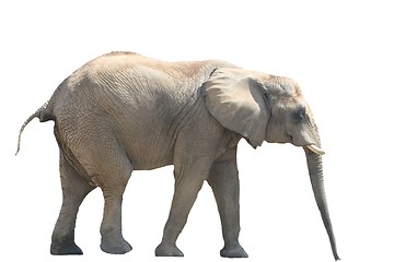 Image showing African Elephant