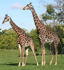 Image showing Giraffes