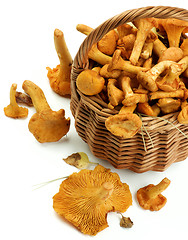 Image showing Raw Chanterelles Mushrooms