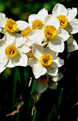 Image showing Wild White Daffodils