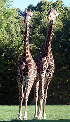 Image showing Giraffe Pair