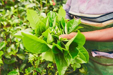 Image showing Picker of the tea plantation