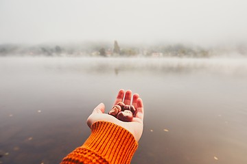 Image showing Handful of the chestnuts