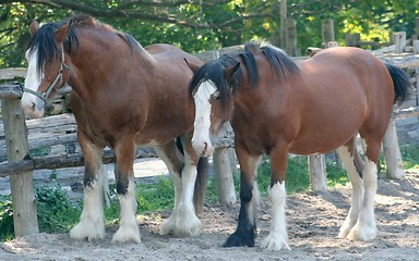 Image showing Clydesdale Horses