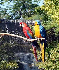 Image showing Macaws