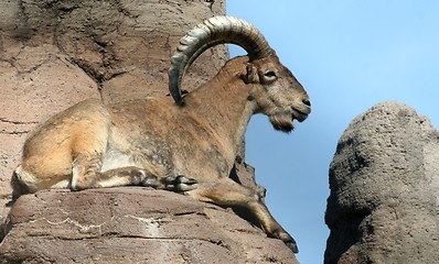 Image showing Ram