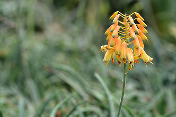 Image showing Yellow Succulent flower