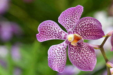 Image showing Beautiful purple orchid, phalaenopsis.