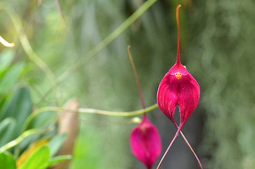 Image showing Purple orchid on green leaf blurry background