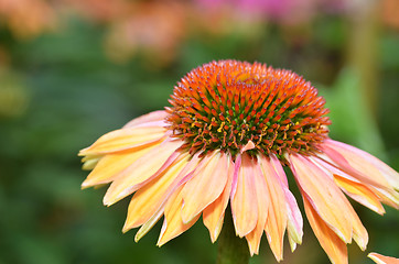 Image showing Daily flower in the Garden in the bay ,Singapore