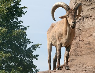 Image showing Horned Sheep