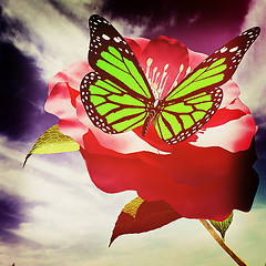 Image showing Beautiful Flower and butterfly against the sky . 3D illustration