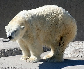 Image showing Polar Bear