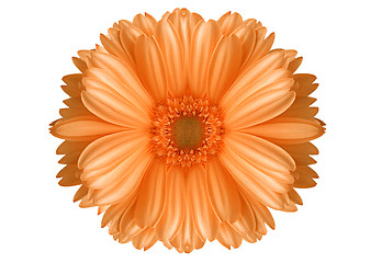 Image showing big flower