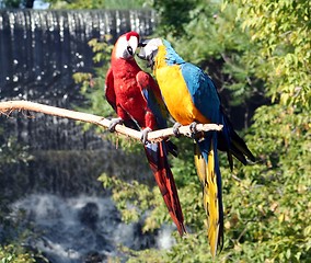 Image showing Macaws Preening