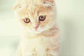 Image showing close up of scottish fold kitten