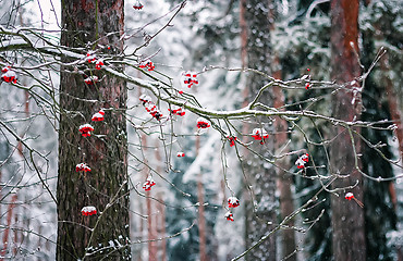 Image showing Rowan Branch In Winter Forest