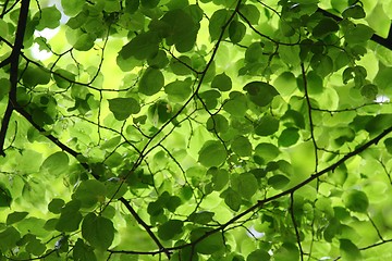 Image showing Leaves