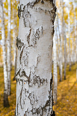 Image showing birch forest