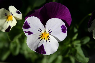 Image showing Pansy