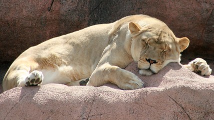 Image showing Sleeping Lioness