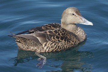 Image showing Female eider.