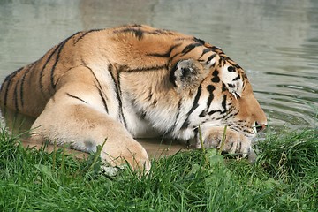 Image showing Sleeping Tiger