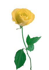 Image showing single white Rose isolated