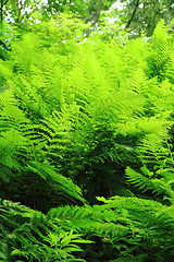 Image showing green fern leaves texture