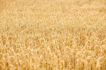 Image showing cereal field with spikelets of ripe rye or wheat