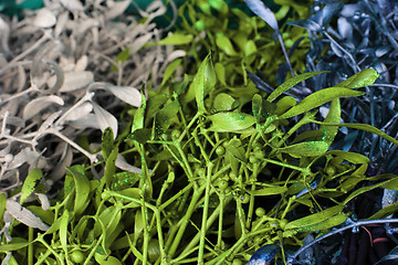 Image showing color mistletoe background