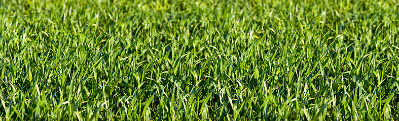 Image showing Grass_Panorama