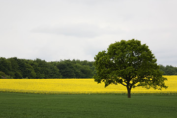 Image showing Fields in summer