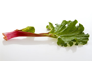Image showing Fresh rhubarb