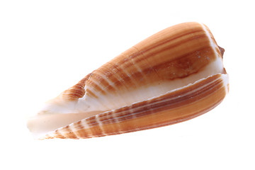 Image showing sea shell isolated