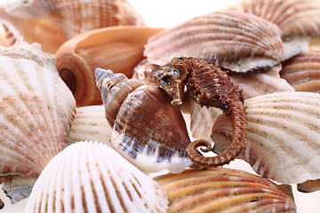 Image showing sea shell souvenir background