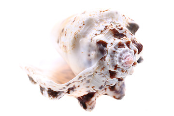 Image showing sea shell isolated